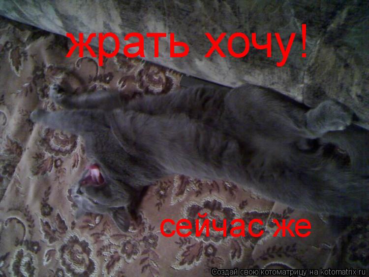 жрать хочу! сейчас же... Котоматрица: жрать хочу! сейчас же