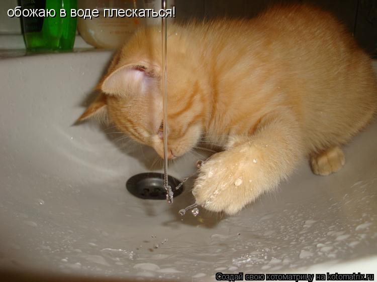 обожаю в воде плескаться!... Котоматрица: обожаю в воде плескаться!