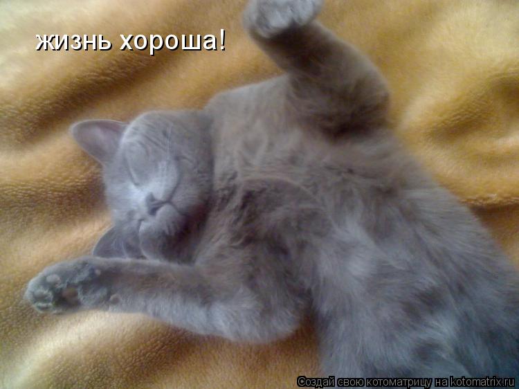 жизнь хороша!... Котоматрица: жизнь хороша!