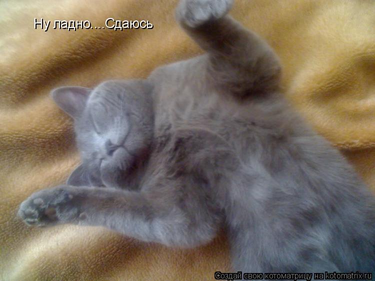 Ну ладно....Сдаюсь... Котоматрица: Ну ладно....Сдаюсь
