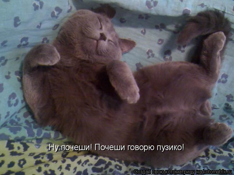 Ну почеши! Почеши говорю пузико!... Котоматрица: Ну почеши! Почеши говорю пузико!