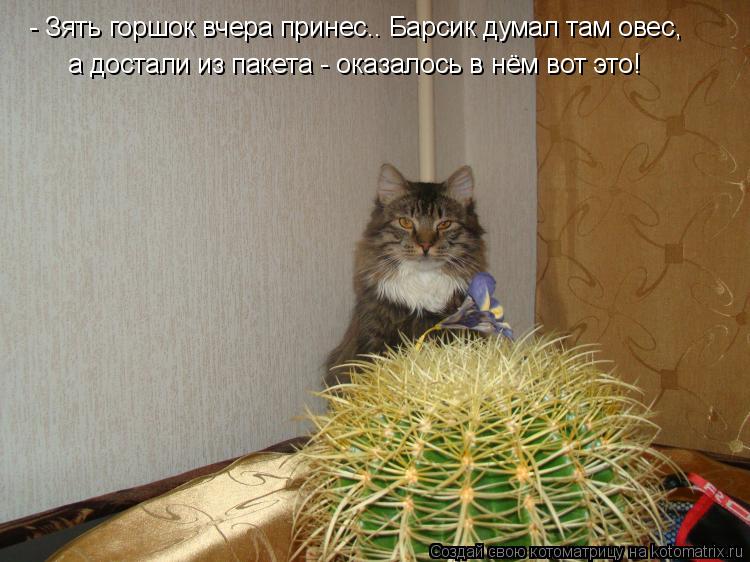 - Зять горшок вчера принес.. Барсик думал там овес, а достали из пакета - оказалось в нём вот это!... Котоматрица: - Зять горшок вчера принес.. Барсик думал там овес, а достали из пакета - оказалось в нём вот это!