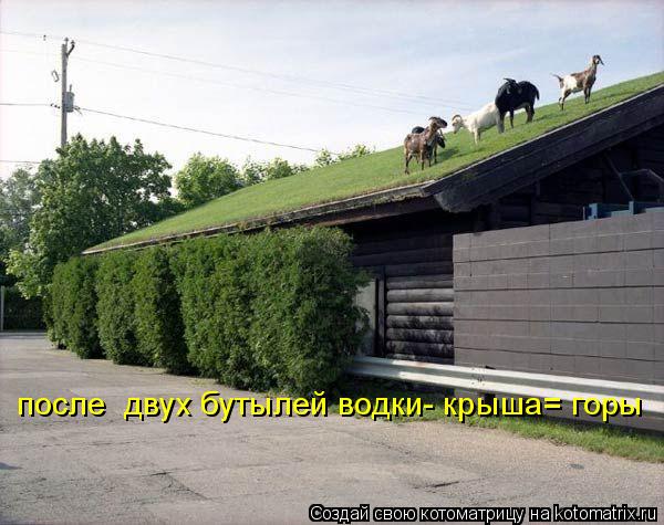 после двух бутылей водки- крыша= горы... Котоматрица: после двух бутылей водки- крыша= горы