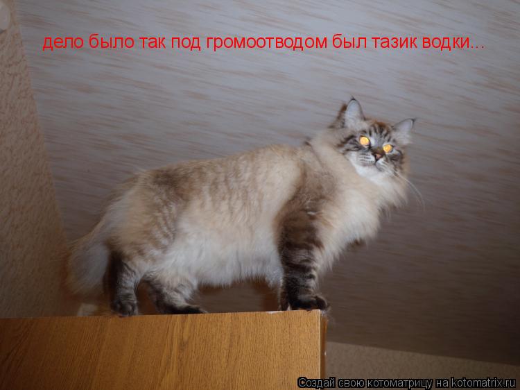 дело было так под громоотводом был тазик водки...... Котоматрица: дело было так под громоотводом был тазик водки...