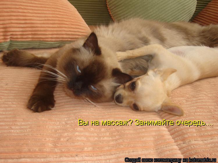 Вы на массаж? Вы на массаж? Занимайте очередь....... Котоматрица: Вы на массаж? Вы на массаж? Занимайте очередь....