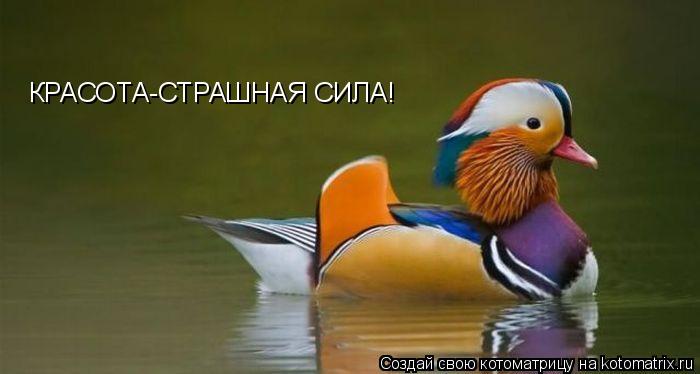 КРАСОТА-СТРАШНАЯ СИЛА!... Котоматрица: КРАСОТА-СТРАШНАЯ СИЛА!