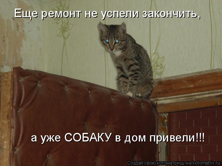 Еще ремонт не успели закончить, а уже СОБАКУ в дом привели!!!... Котоматрица: Еще ремонт не успели закончить, а уже СОБАКУ в дом привели!!!