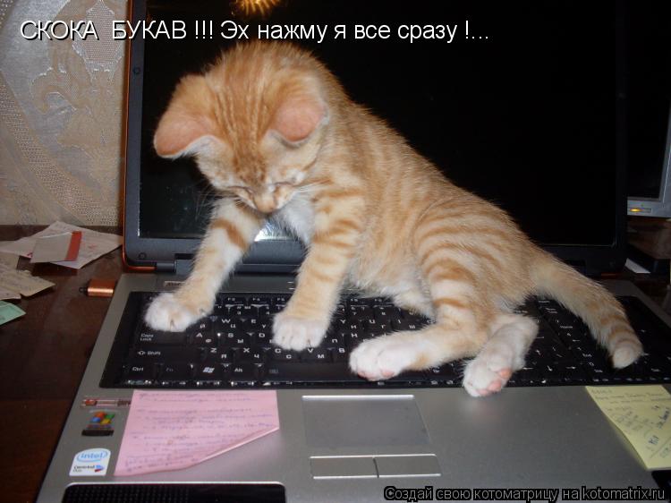 СКОКА БУКАВ !!! Эх нажму я все сразу !...... Котоматрица: СКОКА БУКАВ !!! Эх нажму я все сразу !...