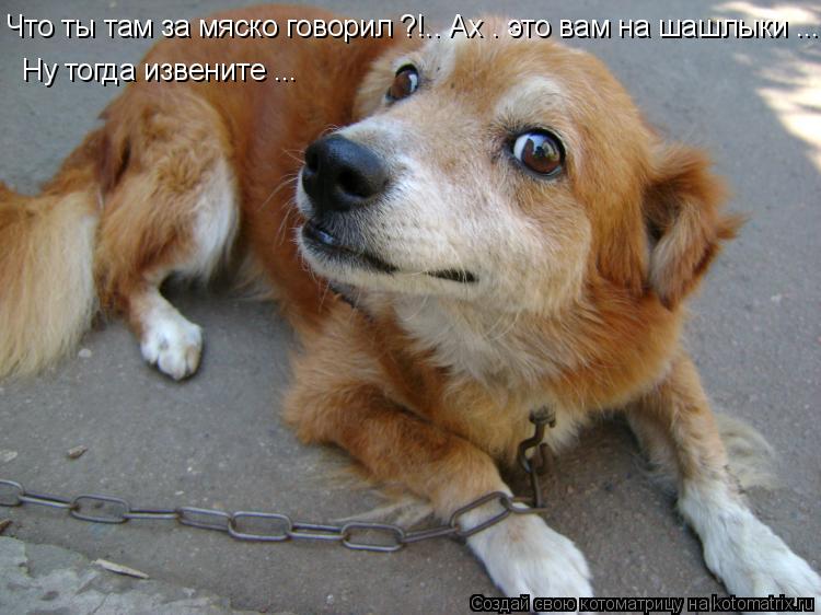 Что ты там за мяско говорил ?!.. Ах . это вам на шашлыки ... Ну тогда извените ...... Котоматрица: Что ты там за мяско говорил ?!.. Ах . это вам на шашлыки ... Ну тогда извените ...