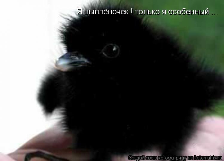 Я цыплёночек ! только я особенный ...... Котоматрица: Я цыплёночек ! только я особенный ...