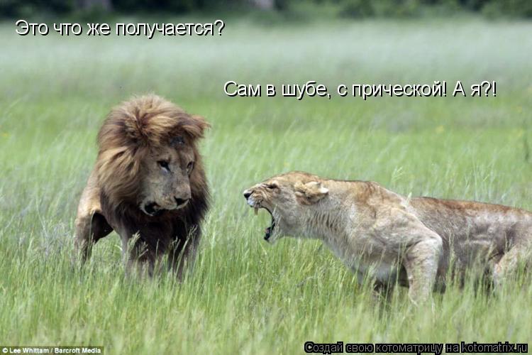 Это что же получается? Сам в шубе, с прической! А я?!... Котоматрица: Это что же получается? Сам в шубе, с прической! А я?!
