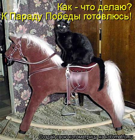 Как - что делаю? К Параду Победы готовлюсь!... Котоматрица: Как - что делаю? К Параду Победы готовлюсь!