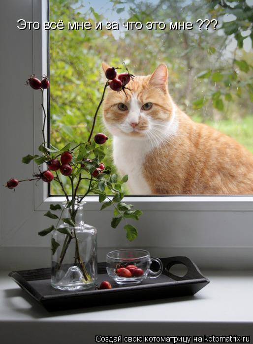 Это всё мне и за что это мне ???... Котоматрица: Это всё мне и за что это мне ???