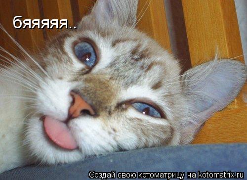 бяяяяя..... Котоматрица: бяяяяя..