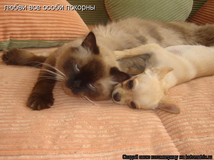любви все особи покорны... Котоматрица: любви все особи покорны