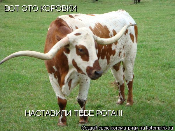 ВОТ ЭТО КОРОВКИ НАСТАВИЛИ ТЕБЕ РОГА!!! НАСТАВИЛИ ТЕБЕ РОГА!!!... Котоматрица: ВОТ ЭТО КОРОВКИ НАСТАВИЛИ ТЕБЕ РОГА!!! НАСТАВИЛИ ТЕБЕ РОГА!!!