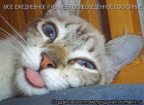 МОЕ ЕЖЕДНЕВНОЕ РАБОЧЕЕ ПОСЛЕОБЕДЕННОЕ СОСТОЯНИЕ МОЕ ЕЖЕДНЕВНОЕ РАБОЧЕЕ ПОСЛЕОБЕДЕННОЕ СОСТОЯНИЕ... Котоматрица: МОЕ ЕЖЕДНЕВНОЕ РАБОЧЕЕ ПОСЛЕОБЕДЕННОЕ СОСТОЯНИЕ МОЕ ЕЖЕДНЕВНОЕ РАБОЧЕЕ ПОСЛЕОБЕДЕННОЕ СОСТОЯНИЕ