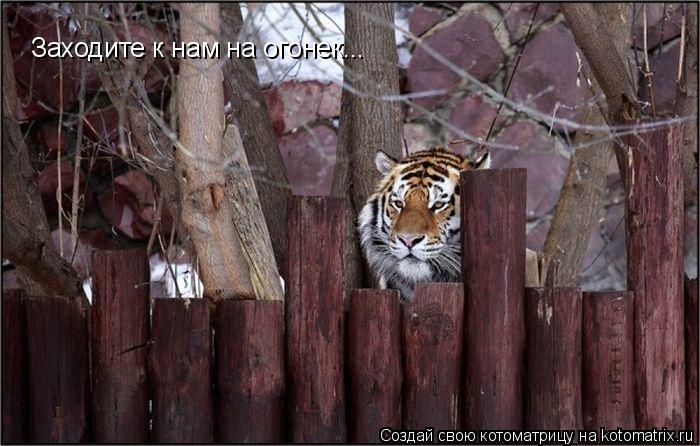 Заходите к нам на огонек...... Котоматрица: Заходите к нам на огонек...