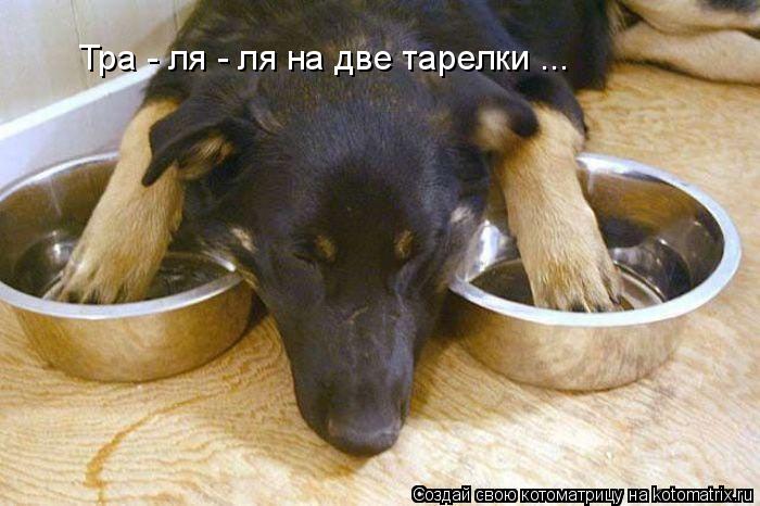Тра - ля - ля на две тарелки ...... Котоматрица: Тра - ля - ля на две тарелки ...
