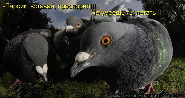 -Барсик вставай, проспорил!!! Не умеешь ты летать!!!... Котоматрица: -Барсик вставай, проспорил!!! Не умеешь ты летать!!!
