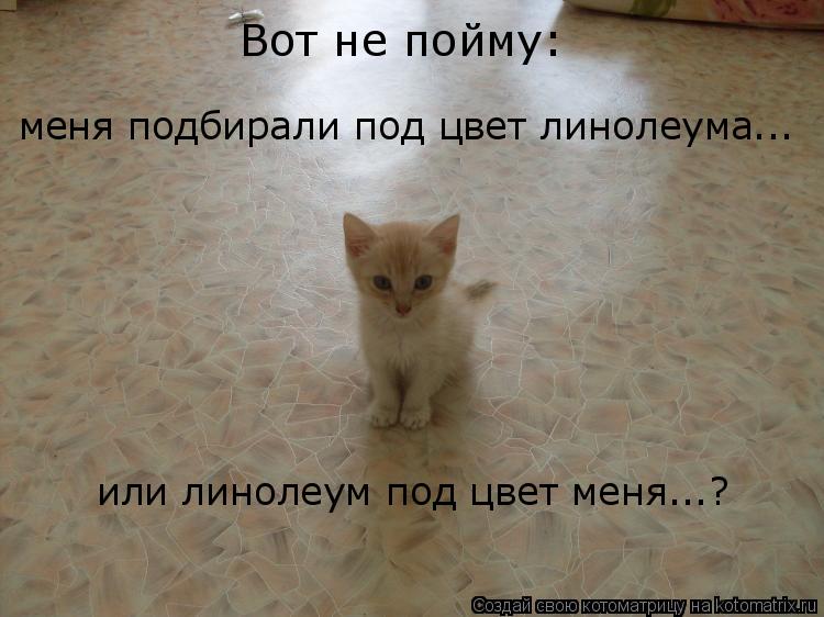 Вот не пойму: или линолеум под цвет меня...? меня подбирали под цвет линолеума...... Котоматрица: Вот не пойму: или линолеум под цвет меня...? меня подбирали под цвет линолеума...