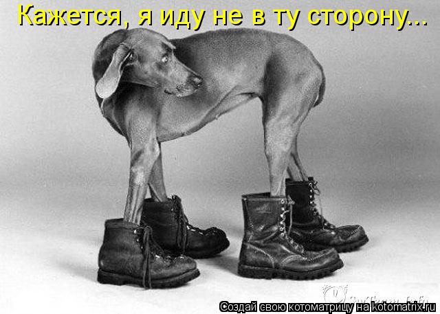 Кажется, я иду не в ту сторону...... Котоматрица: Кажется, я иду не в ту сторону...