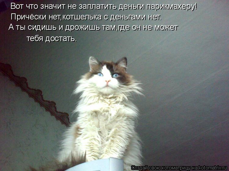Вот что значит не заплатить деньги парикмахеру! Причёски нет,котшелька с деньгами нет. А ты сидишь и ... Котоматрица: Вот что значит не заплатить деньги парикмахеру! Причёски нет,котшелька с деньгами нет. А ты сидишь и дрожишь там,где он не может тебя достат