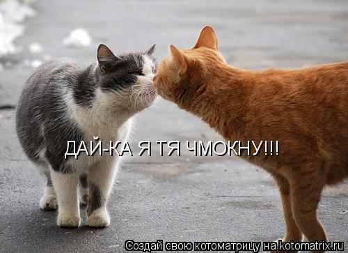 ДАЙ-КА Я ТЯ ЧМОКНУ!!!... Котоматрица: ДАЙ-КА Я ТЯ ЧМОКНУ!!!