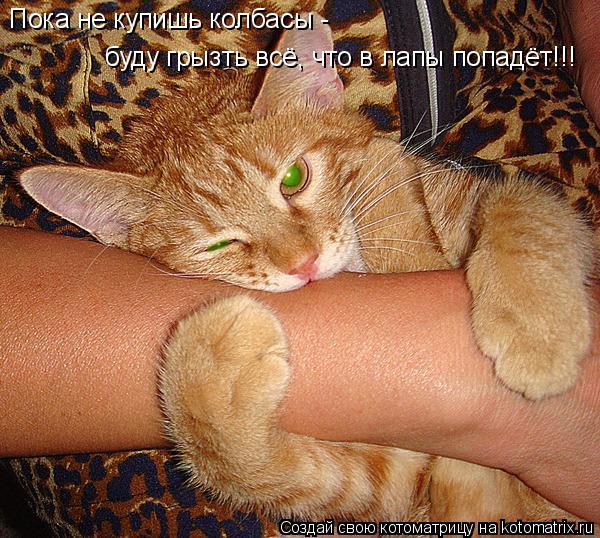 Пока не купишь колбасы - буду грызть всё, что в лапы попадёт!!!... Котоматрица: Пока не купишь колбасы - буду грызть всё, что в лапы попадёт!!!