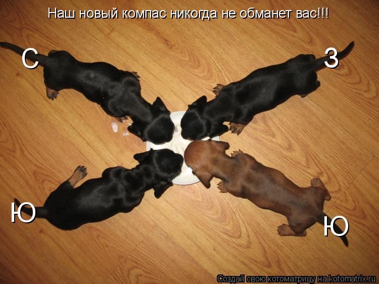 С Ю З Ю Наш новый компас никогда не обманет вас!!!... Котоматрица: С Ю З Ю Наш новый компас никогда не обманет вас!!!