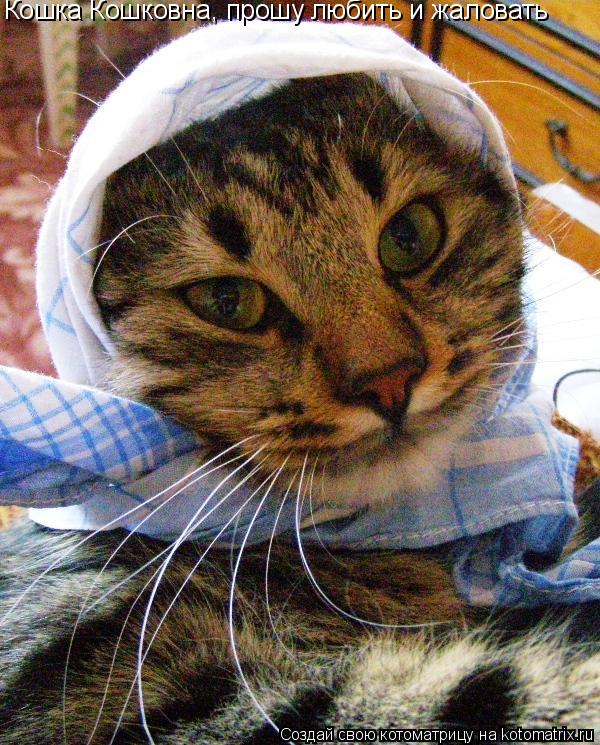 Кошка Кошковна, прошу любить и жаловать... Котоматрица: Кошка Кошковна, прошу любить и жаловать