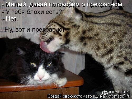 - Милый, давай поговорим о прекрасном. - У тебя блохи есть? - Нет. - Ну, вот и прекрасно!... Котоматрица: - Милый, давай поговорим о прекрасном. - У тебя блохи есть? - Нет. - Ну, вот и прекрасно!