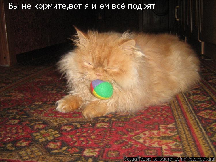 Вы не кормите,вот я и ем всё подрят... Котоматрица: Вы не кормите,вот я и ем всё подрят