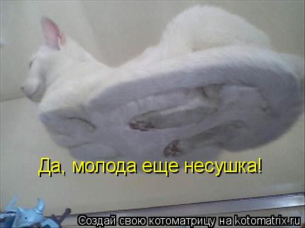 Да, молода еще несушка!... Котоматрица: Да, молода еще несушка!