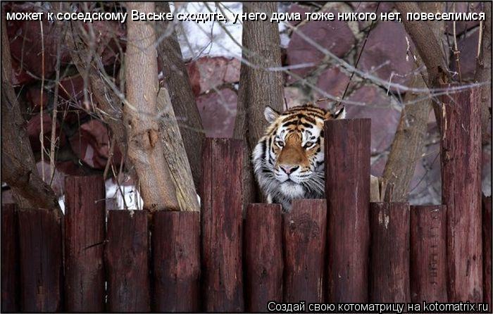 может к соседскому Ваське сходить, у него дома тоже никого нет, повеселимся... Котоматрица: может к соседскому Ваське сходить, у него дома тоже никого нет, повеселимся