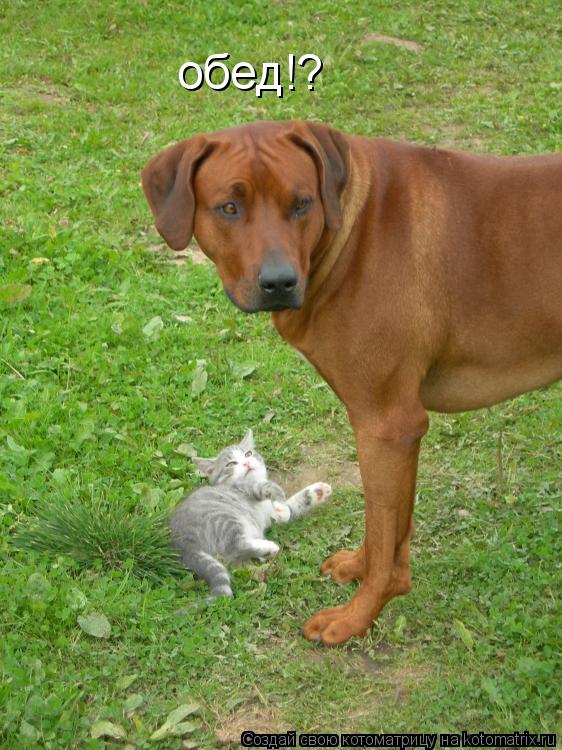 обед!?... Котоматрица: обед!?