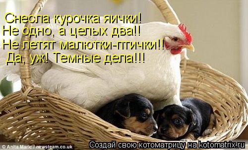 Снесла курочка яички! Не одно, а целых два!! Не летят малютки-птички!! Да, уж! Темные дела!!!... Котоматрица: Снесла курочка яички! Не одно, а целых два!! Не летят малютки-птички!! Да, уж! Темные дела!!!