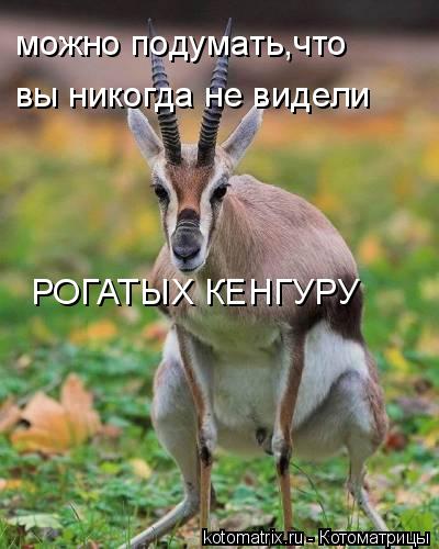 можно подумать,что вы никогда не видели РОГАТЫХ КЕНГУРУ... Котоматрица: можно подумать,что вы никогда не видели РОГАТЫХ КЕНГУРУ