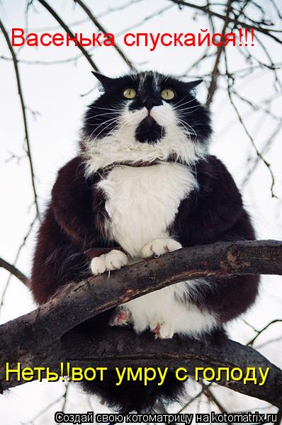 Васенька спускайся!!! Неть!!вот умру с голоду... Котоматрица: Васенька спускайся!!! Неть!!вот умру с голоду