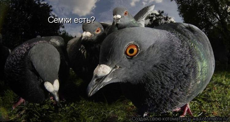 Семки есть?... Котоматрица: Семки есть?