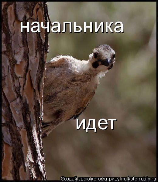 начальника идет... Котоматрица: начальника идет