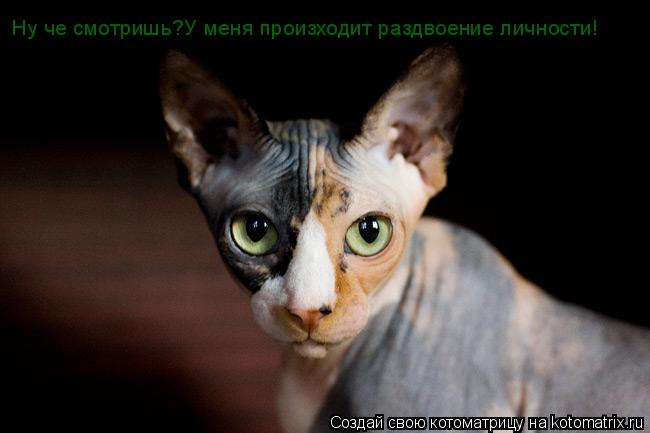 Ну че смотришь?У меня произходит раздвоение личности!... Котоматрица: Ну че смотришь?У меня произходит раздвоение личности!