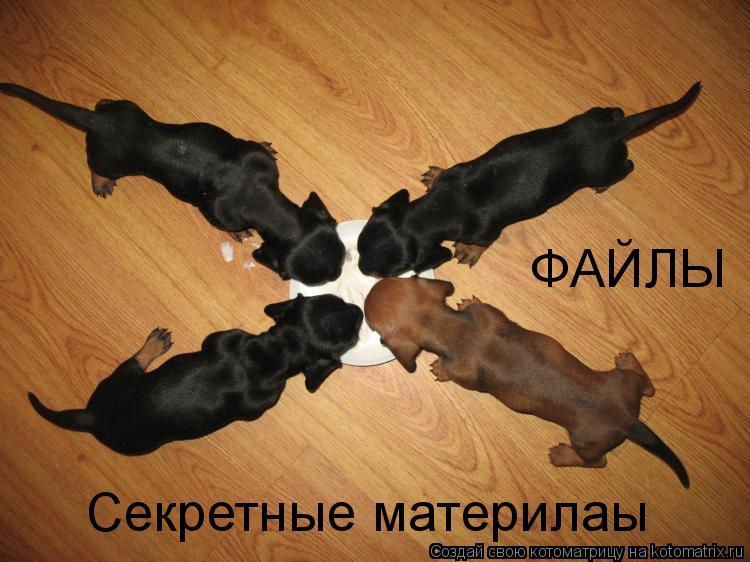 ФАЙЛЫ Секретные материлаы... Котоматрица: ФАЙЛЫ Секретные материлаы