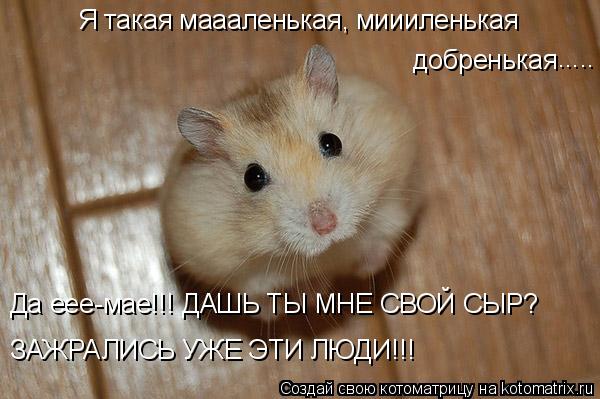 Я такая маааленькая, миииленькая добренькая ..... Да еее-мае!!! ДАШЬ ТЫ МНЕ СВОЙ СЫР? ЗАЖРАЛИСЬ УЖЕ Э... Котоматрица: Я такая маааленькая, миииленькая добренькая ..... Да еее-мае!!! ДАШЬ ТЫ МНЕ СВОЙ СЫР? ЗАЖРАЛИСЬ УЖЕ ЭТИ ЛЮДИ!!!
