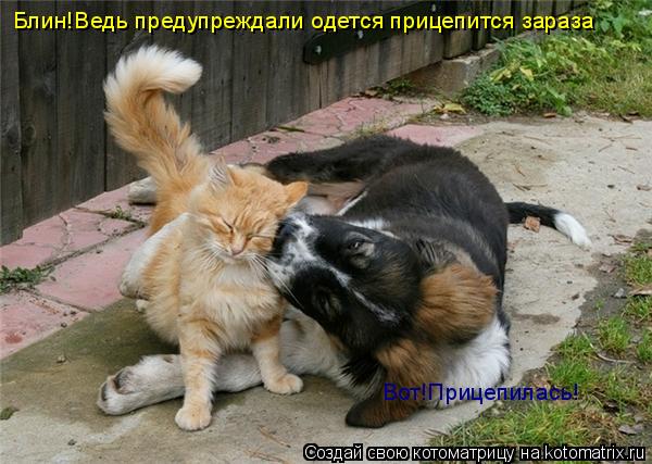 Блин!Ведь предупреждали одется прицепится зараза Вот!Прицепилась!... Котоматрица: Блин!Ведь предупреждали одется прицепится зараза Вот!Прицепилась!