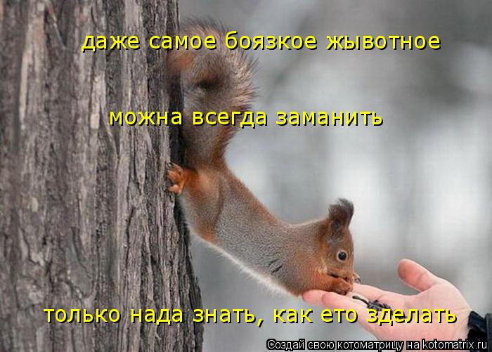 даже самое боязкое жывотное только нада знать, как ето зделать можна всегда заманить... Котоматрица: даже самое боязкое жывотное только нада знать, как ето зделать можна всегда заманить