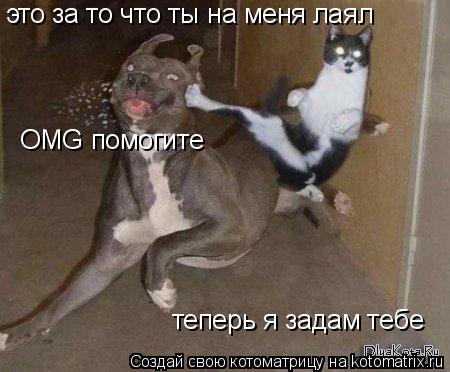 это за то что ты на меня лаял теперь я задам тебе OMG помогите... Котоматрица: это за то что ты на меня лаял теперь я задам тебе OMG помогите