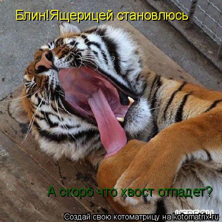 Блин!Ящерицей становлюсь А скоро что хвост отпадет?... Котоматрица: Блин!Ящерицей становлюсь А скоро что хвост отпадет?