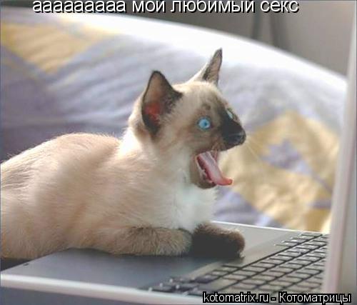 ааааааааа мой любимый секс... Котоматрица: ааааааааа мой любимый секс