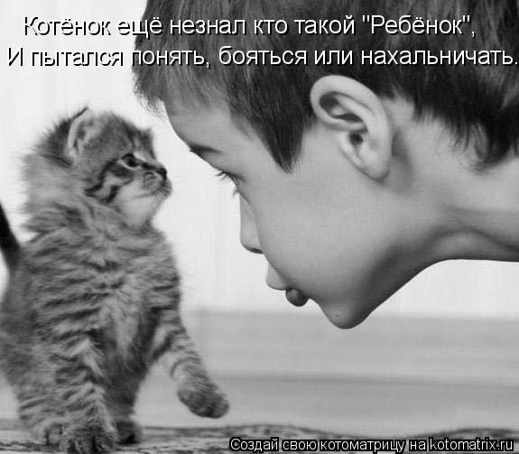 Котёнок ещё незнал кто такой "Ребёнок", И пытался понять, бояться или нахальничать....... Котоматрица: Котёнок ещё незнал кто такой "Ребёнок", И пытался понять, бояться или нахальничать....